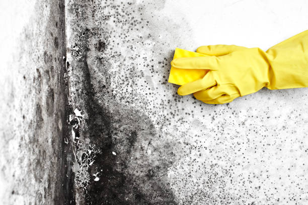 Best Biohazard Mold Removal  in Sparta, MI