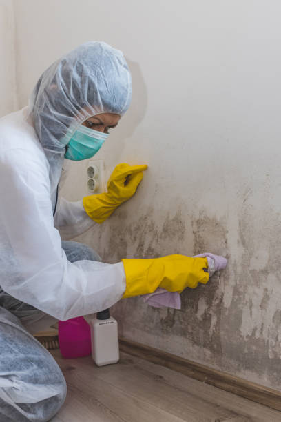 Best Mold Documentation for Insurance Claims  in Sparta, MI