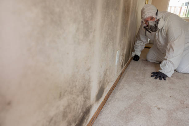 Best Mold Removal for HVAC Installations  in Sparta, MI